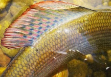 Uros Kristan 's Fly-fishing Pic of a Grayling – Fly dreamers 