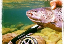  Fotografía de Pesca con Mosca de English trout compartida por Arctic Silver – Fly dreamers