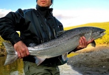 Arctic Silver 's Fly-fishing Pic of a fall salmon – Fly dreamers 