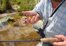 Claudio Bustos 's Fly-fishing Photo of a Brook trout – Fly dreamers 