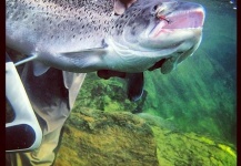 Fly-fishing Pic of Brown trout shared by Arctic Silver – Fly dreamers 