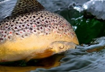 Fly-fishing Picture of Brown trout shared by Arctic Silver – Fly dreamers
