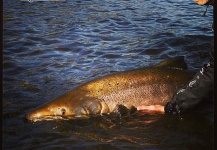 Fly-fishing Picture of Grilt shared by Arctic Silver – Fly dreamers
