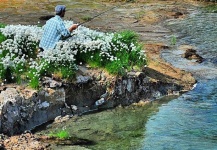 Fly-fishing Situation of Salmo fario - Picture shared by Arctic Silver – Fly dreamers