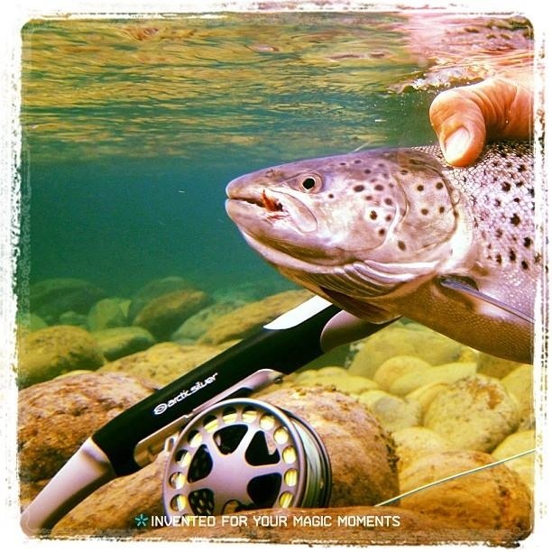 Another silvery sea-run brown trout is released. This one was caught on a double hander in the mouth of the river.