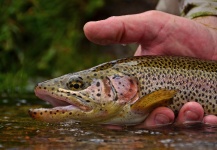  Imagen de Pesca con Mosca de Trucha arcoiris compartida por Exequiel Bustos – Fly dreamers