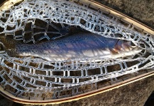 Brad Daniel 's Fly-fishing Image of a Rainbow trout – Fly dreamers 