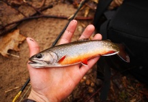 Fly-fishing Photo of Brook trout shared by Wendell Baer – Fly dreamers 