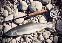Alija Bos 's Fly-fishing Catch of a Pink salmon – Fly dreamers 
