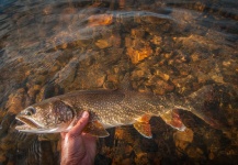 Alija Bos 's Fly-fishing Pic of a Lake trout – Fly dreamers 
