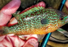 Cory Zurcher 's Fly-fishing Photo of a Pumpkinseed – Fly dreamers 