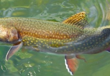 Fly-fishing Photo of Brook trout shared by Jason Bordash – Fly dreamers 