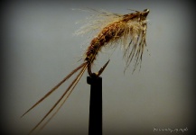 Fly-tying for Cutthroat -  Image shared by Thomas Grubert – Fly dreamers