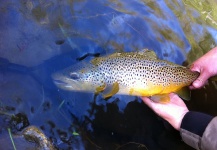 Fly-fishing Image of Brown trout shared by Eamonn Patrick – Fly dreamers
