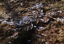 Shad Kills on the Holston River in East Tennessee