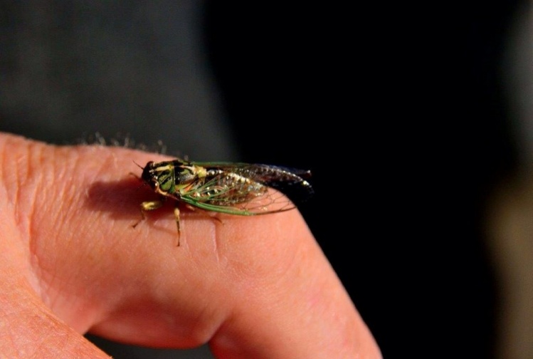 A cicada pattern is always a good choice.