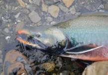 Phil Lilley 's Fly-fishing Image of a Salvelinus alpinus | Fly dreamers 