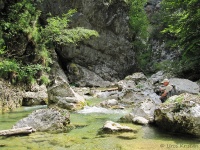 With fly rod through the beautiful gorge "Iški vintgar" 