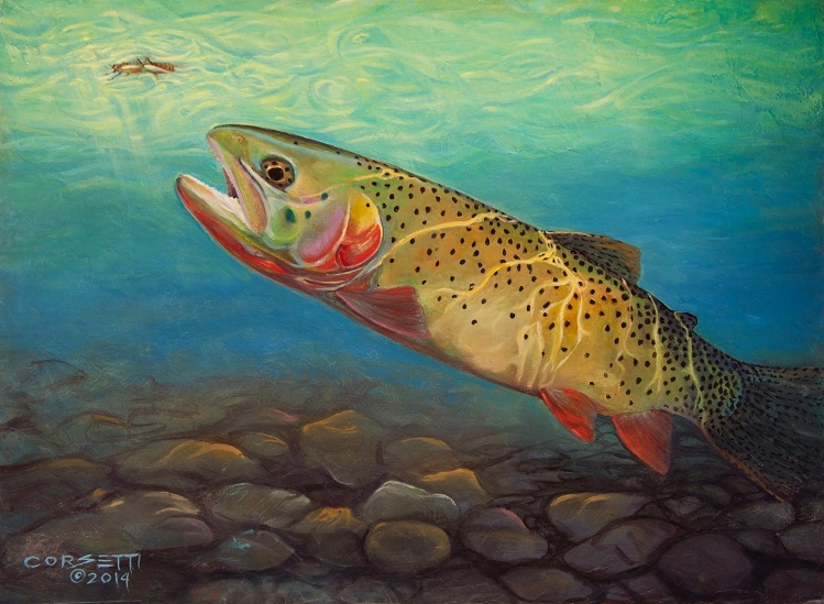  Cutthroat takes a salmon fly-
<a href="http://robert-corsetti.artistwebsites.com/featured/yellowstone-cut-takes-a-salmon-fly-rob-corsetti.html">http://robert-corsetti.artistwebsites.com/featured/yellowstone-cut-takes-a-salmon-fly-rob-corsetti.html</a> 
– Some of the funnest fly fishing ever, is In july, On the snake river when the big Cutthroats slam the salmon fly ha