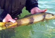  Foto de Pesca con Mosca de Trucha marrón compartida por Pierre Lainé – Fly dreamers