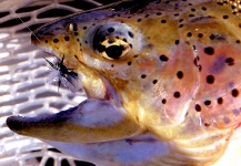  Fotografía de Pesca con Mosca de Trucha arcoiris por Dave Long – Fly dreamers 