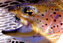 Dave Long 's Fly-fishing Photo of a Rainbow trout – Fly dreamers 