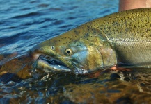 John Kelly 's Fly-fishing Image of a Silver salmon – Fly dreamers 