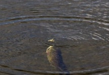 La visión de los colores en los peces