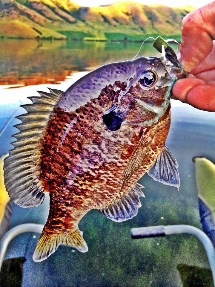 Spring time gills in Utah. Love catching these on poppers.