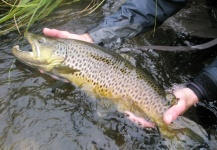  Fotografía de Pesca con Mosca de Trucha marrón compartida por Jeremy Clark – Fly dreamers