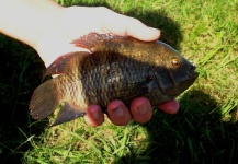 Carlos Margineda 's Fly-fishing Catch of a Chameleon Cichlid – Fly dreamers 