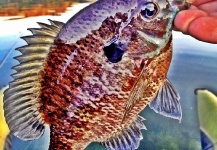 Fly-fishing Pic of Bluegill shared by Courtney Bailey – Fly dreamers 
