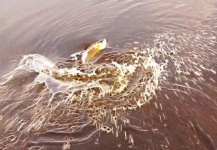Fly-fishing Pic of Tarpon shared by Clay Clawson – Fly dreamers 