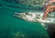 Impressive Fly-fishing Situation of Barracuda shared by Ben Stahlschmidt 