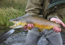 Jeremy Clark 's Fly-fishing Image of a Brown trout – Fly dreamers 