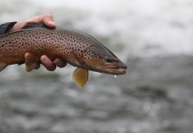 Jeremy Clark 's Fly-fishing Image of a Brown trout – Fly dreamers 