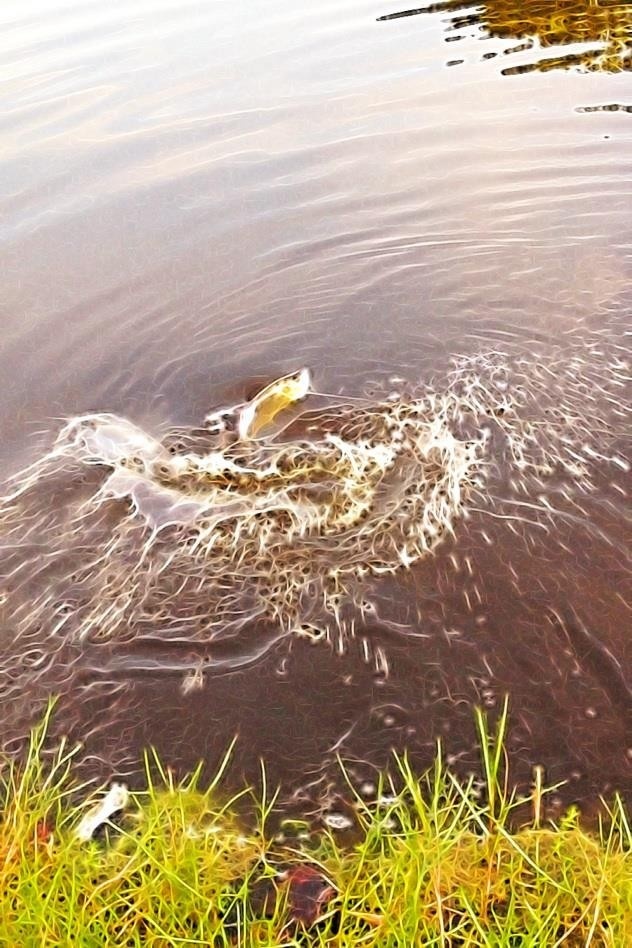 Juvenile tarpon get trapped in small fresh ponds and lakes here in Southwest Florida and can make for some fun fly trips
