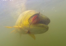  Fotografía de Pesca con Mosca de Dorado por Lalo Dela Croce – Fly dreamers 