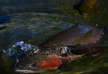  Fotografía de Pesca con Mosca de Trucha arcoiris por Exequiel Bustos – Fly dreamers 