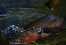 Exequiel Bustos 's Fly-fishing Photo of a Rainbow trout – Fly dreamers 