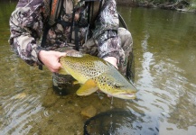 Jeremy Treweek 's Fly-fishing Photo of a Brown trout – Fly dreamers 