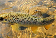 Fly-fishing Pic of European brown trout shared by Jim Liddicoat – Fly dreamers 
