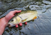 Uros Kristan 's Fly-fishing Picture of a Chub – Fly dreamers 