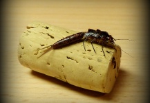  Mira esta fotografía de atado de moscas para Trucha marrón de Thomas Grubert – Fly dreamers