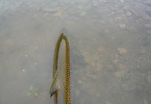 Fly-fishing Photo of Browns shared by Jeremy Treweek – Fly dreamers 