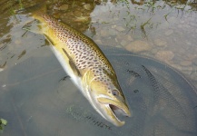 Fly-fishing Picture of von Behr trout shared by Jeremy Treweek – Fly dreamers