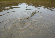 Jeremy Treweek 's Fly-fishing Catch of a Salmo fario – Fly dreamers 