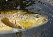 Jeremy Treweek 's Fly-fishing Image of a Browns – Fly dreamers 