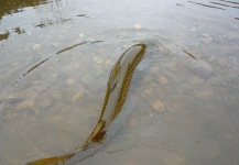 Jeremy Treweek 's Fly-fishing Photo of a Browns – Fly dreamers 