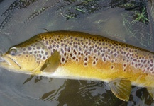 Jeremy Treweek 's Fly-fishing Photo of a Marrones – Fly dreamers 